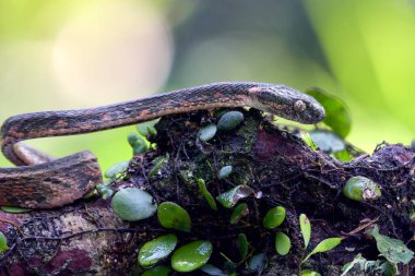 Bir boiga bengkuluensis kedi yılanının yakınında.