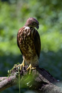Keskin gözlü armalı atmaca avını arıyor.