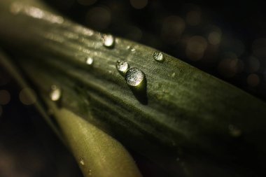 Güneş ışığında yeşil Aloe yaprağının üzerindeki su damlacıklarını kapat