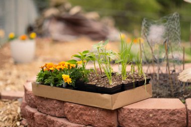 Bahçeye ekilmeye hazır bir kutu bitki.