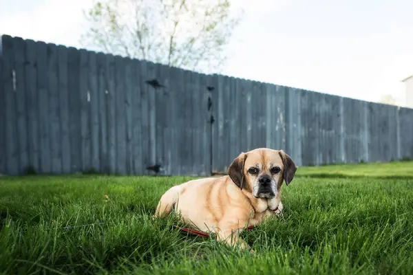 stock image Sweet Puggle dog laying in grass in front of weathered fence