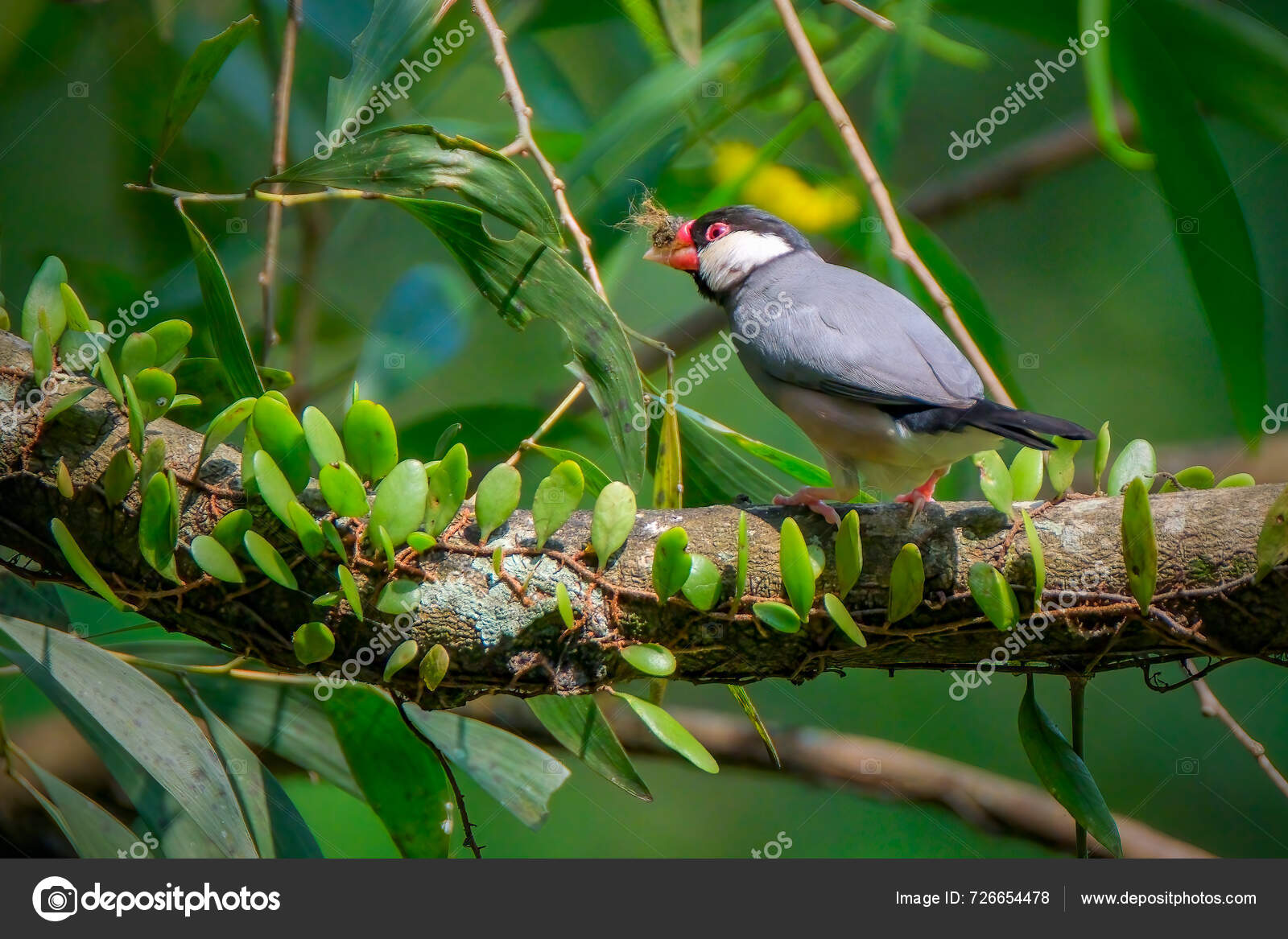 Java Sparrow Bird Perching Branch — Stock Photo © Cavan #726654478