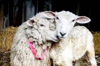 Two fluffy Sheep cuddled up in barnyard with hay clipart