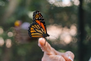 Nazik Dokunuş: Hayalperest Bokeh Arkaplanlı Kral Kelebeği Parmak Üzerinde