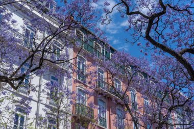 Lizbon 'daki Jacarandas Ağaçları Portekiz