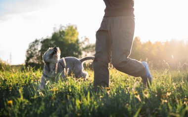 Güneşli bir yaz akşamında bir köpekle koşan kişi