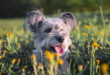 Cinsi olmayan köpek çimlerin üzerinde yatıyor.