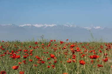 Gürcistan 'ın Kakheti bölgesindeki haşhaş tarlası ve Kafkas dağları