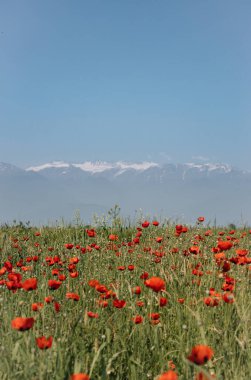 Gürcistan 'ın Kakheti bölgesindeki haşhaş tarlası ve Kafkas dağları