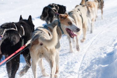 Enerjik kızak köpekleri ekibi karlı bir yolda hareket halinde.