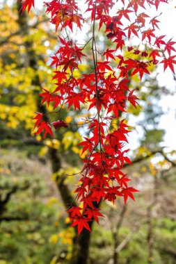 Renkli Kızıl Sonbahar, Heian Shinto Tapınağı Kyoto Japa 'dan ayrıldı