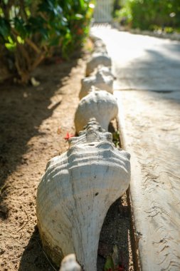 Uzun bir sıra beyaz deniz kabuğu Meksika 'da kaldırım hizasında.