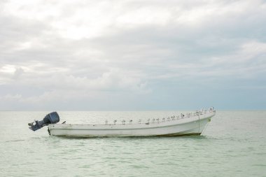 Bir grup çulluk Gül 'de bir motorlu teknede kuyrukta bekliyor.