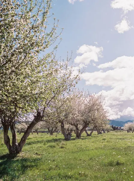 stock image Blooming orchard with flowering trees in rural setting