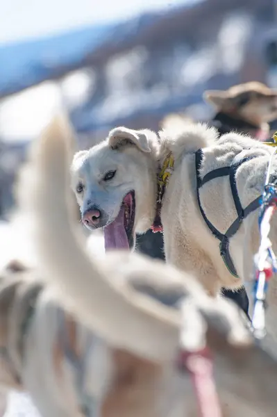 stock image Panting sled dogs with harness  in a snowy rush