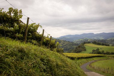 Bulutlu bir günde İspanyol üzüm bağları