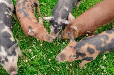 Yeşil çimlerde otlayan turuncu siyah domuzlar, yukarıdan izleniyor.