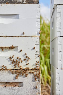 Bee Hive on Organic Farm in Hawaii clipart