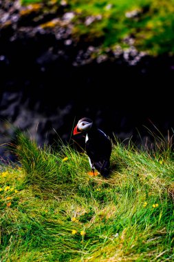 Staffa adasına tünemiş bir martı