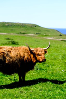 Dağlık arazi, enine boyuna düşüncelere dalmış.