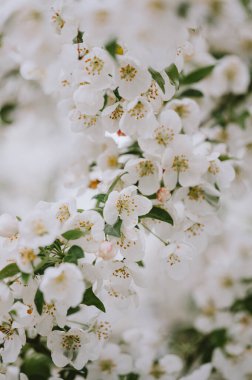 Bahar günü erik ağacı dallarında beyaz çiçeklerin olduğu yere..