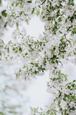 Bahar günü, aşağıdan, erik ağacı dallarında beyaz çiçekler..