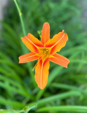 Bright orange lily in flower bed clipart