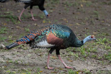 yürüyen hindi (Meleagris ocellata)