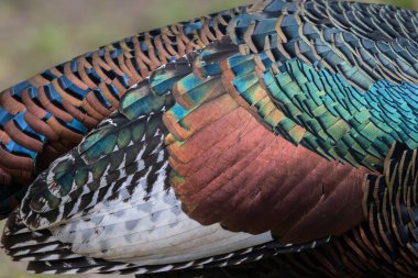 Okunmuş hindi Meleagris ocellata tüylerinin ayrıntıları.