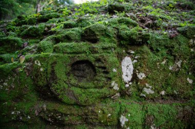 Guatemala 'daki Tikal harabelerinde vahşi hayvan ayak izleri.