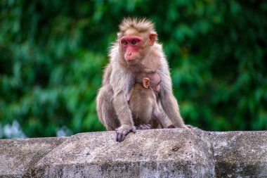 Monkey World in Courtallam, Tamil Nadu, Hindistan