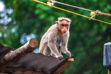 Monkey World in Courtallam, Tamil Nadu, Hindistan