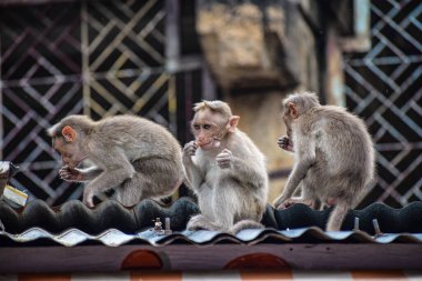 Monkey World in Courtallam, Tamil Nadu, Hindistan