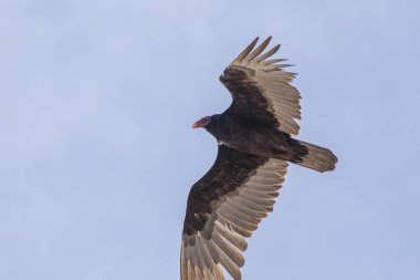 Bir akbaba gökyüzünde süzülür açık mavi gökyüzüne karşı