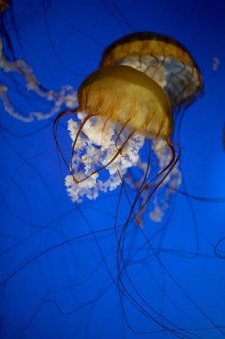 Altın denizanası zarif bir şekilde mavi sularda yüzüyor..