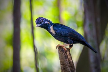 Basilornis Kutlaması veya Sulawesi Myna