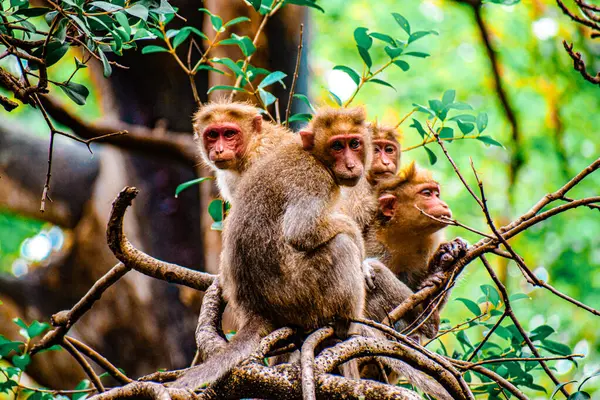 stock image Monkey World in Courtallam, Tamil Nadu, India