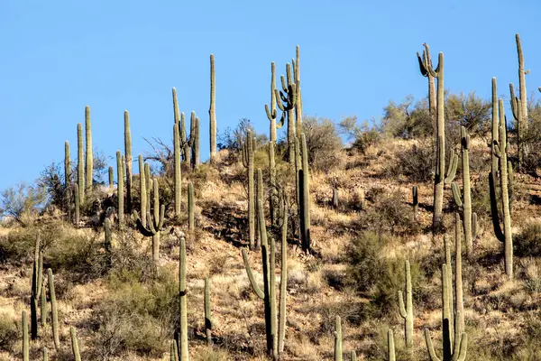 stock image Hill top with saguaro cactus against blue sky