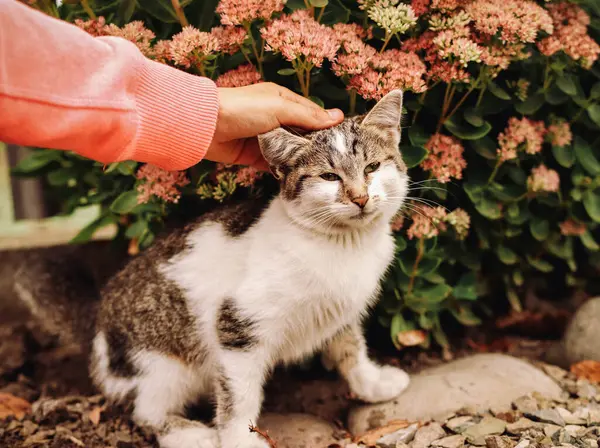 Mutlu çocuk ve mutlu kedi