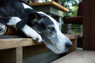 Great dane senior resting in her bed on the porch clipart