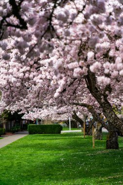 Kirkland, Washington 'da kiraz çiçeği sokağı
