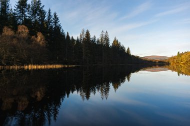 Sakin gölün üzerindeki orman yansıması