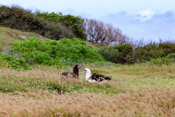 stock image Adult and young albatross resting in a grassy field.