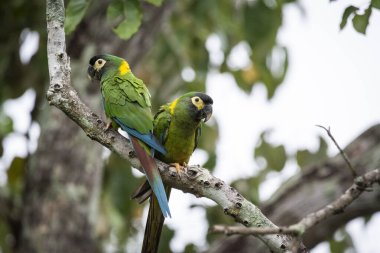 Güney Pantanal 'da bir çift sarı yakalı papağan.