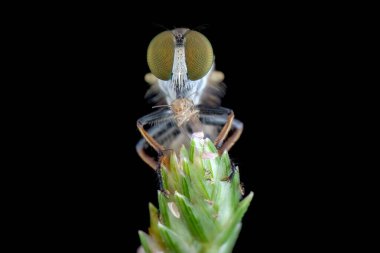 Ön küçük soyguncu avıyla uçar.