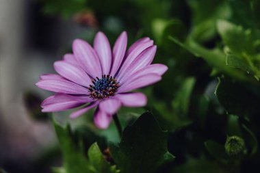 Yağmurdan sonra su damlacıkları olan mor papatya çiçeği..