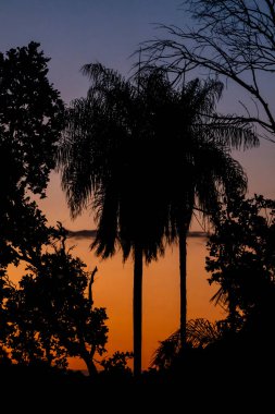 Pantanal 'da GPS takip tasması takan Jaguar (Panthera onca)
