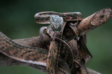 Bengkulu kedi yılanı Boiga bengkuluensis