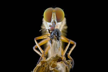 Ön küçük soyguncu avıyla uçar.