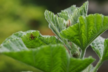Marshmallow bitkisindeki örümceğe yakın çekim